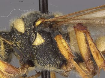 Media type: image; Entomology 14707   Aspect: thorax lateral